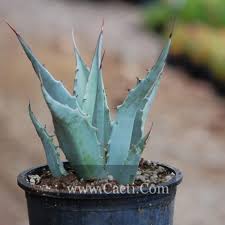 Tuinmannen in zone 9 hebben geluk als het om vetplanten gaat. Zone 9a Archives Cacti Com