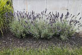 In diesem video erfahren sie, wie sie einen lavendel richtig in ein gefäß einpflanzen.wählen sie ein pflanzengefäß mit einem abzugsloch und decken dieses mit. Lavendel Pflanzen Schneiden Pflegen Sorten Uberblick