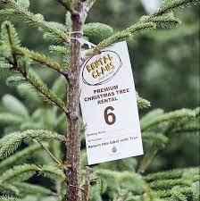 At This Cotswold Rent A Christmas Tree Farm The Trees Grow With The Families Christmas Tree Farm Fir Christmas Tree Live Christmas Trees