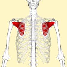At first glance, the names of the muscles of the human body looks difficult to learn. Muscle Names And Exercises To Help Train Health And Performance 2020