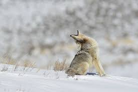 If playback doesn't begin shortly, try restarting your device. Nature Curiosity Why Do Coyotes Howl Forest Preserve District Of Will County