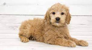 Jul 29, 2020 · the fluffy bichon poodle mix has an iconic coat that you cannot ignore. Goldendoodle Die Golden Retriever Pudelmischung Meine Hundenamen