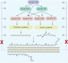 Living cells, including parenchyma, collenchyma, sieve elements, and companion cells. A Transcriptomic Analysis Of Xylan Mutants Does Not Support The Existence Of A Secondary Cell Wall Integrity System In Arabidopsis Biorxiv