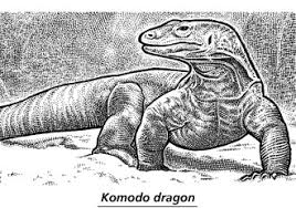 Cute komodo dragon drawing komodo dragon pictures to print facts about komodo dragons komodo dragon fossil comodo dragon coloring page komodo dragon coloring pages free giant komodo dragon komodo dragon template baby komodo dragon cartoon komodo dragon. When Good Lizards Go Bad Komodo Dragons Take Violent Turn Wsj