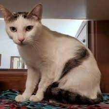 Available Pets At Nevada Humane Society Carson City In Carson City Nevada Humane Society Pets Carson City