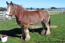 Maybe you would like to learn more about one of these? Clydesdale Steckbrief Mit Aussehen Wesen Und Mehr Haustiermagazin