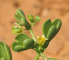 Image result for Zygophyllum leucocladum