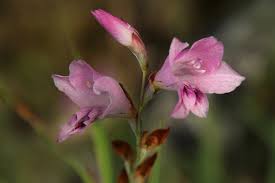 Image result for Gladiolus crassifolius