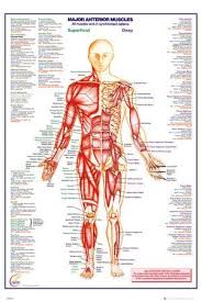 May 31, 2021 reading time: Muscular System Posters Prints Paintings Wall Art Allposters Com