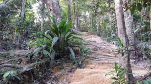 This place was once a rubber plantation but has turned into one of the most frequented places for locals and tourists alike today. Trail Picture Of Bukit Gasing Forest Reserve Kuala Lumpur Tripadvisor