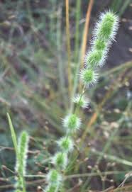 Image result for Elytrophorus spicatus