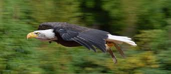 Scopri i fatti e le curiosità sull'aquila di mare dalla testa bianca, l'animale simbolo degli stati uniti queste aquile sono in via di estinzione a causa dell'inquinamento e della caccia (molto spesso infatti. Flickriver Searching For Photos Matching Aquila Switzerland
