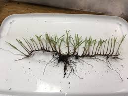 Image result for Kyllinga squamulata