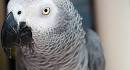 parrot 2 0 drone video sunbather clip art