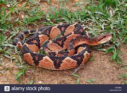 Love The Black And White Diamond Pattern Of The Bushmaster Snake And The Orange Ombre Down It S Body Snake Orange Ombre Pit Viper
