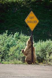 A soft shoulders sign is meant to warn drivers about the difference in these two surfaces, and to alert everyone that driving on the shoulder is likely to be hazardous and unstable. Grizzly Bear Scratches Back And Shoulders On A Soft Shoulder Roadsign In Denali National Park Bear Images Bear Species Spectacled Bear