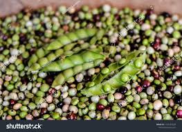 Image result for Cajanus cajan