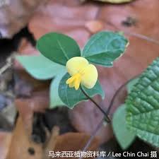 Image result for Vigna hosei