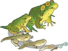 Tree frogs can become a problem for many reasons. Amphibians And Reptiles At The Ometepe And La Suerte Field Sites Toward An Overview Of The Evolution Diversity And Natural History Of Central America S Herpetofauna Springerlink