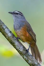 Birds Birding Trips And Birdwatching Tours In Kerala Fat Birder The headquarters of the sanctuary is near iritty. birds birding trips and birdwatching