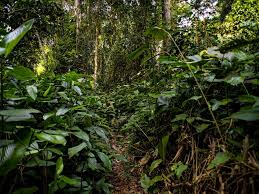 Image result for Sterculia subviolacea