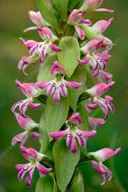 Image result for Satyrium