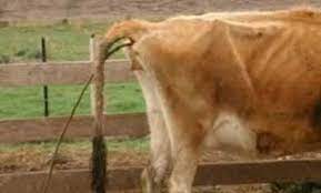 International Association For Paratuberculosis About Johne S Disease