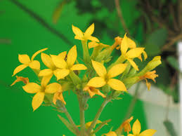 Image result for Kalanchoe laciniata