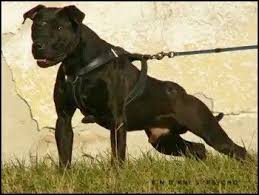 Black American Pit Bull Terrier Puppies Pin On American Pit Bull Terrier Apbt Game Dog Working Pitbull Conditioned Apbt Pitbull Bull Dogs Pitbull Dog Red Nose Adba