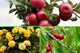 Image result for Rosaceae