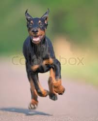 Ever wonder how fast a doberman pinscher can run? Black Running Doberman Dog Running Fast Stock Image Colourbox