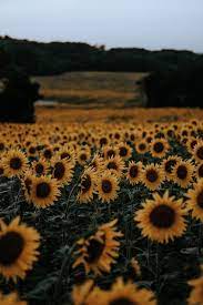 Beautiful sunflower field i wonder where this is summer sunflower wallpaper sunflower garden sunflowers and daisies. Blur Flower Background Images Hd
