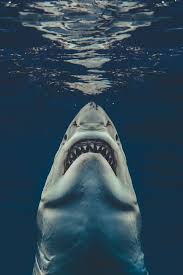 Shark Lover Euan Rannachan S Image Of A Great White Shark Recalls Roger Kastel S Iconic Painting For Jaws Shark Photos Shark Pictures Great White Shark