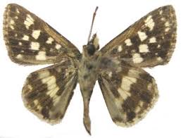 Image result for Triumfetta setulosa