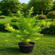 Image result for Melaleuca bracteata