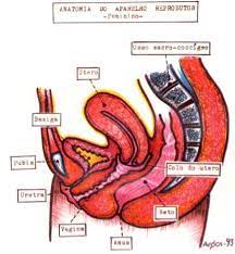 The internal sex organs are the uterus, fallopian tubes, and ovaries. Female Internal Genitalia
