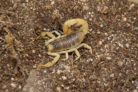 Bird & pigeon removal phoenix. 3 Dangerous Desert Denizens You Don T Want In Your Home Phoenix Org