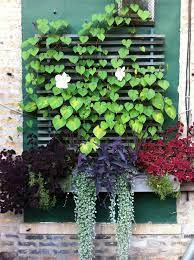Full Sun Planter Box With Trailing Coleus Dichondra Silver Falls Purple Heart Draceana And Moonflower Vi Trellis Plants Moonflower Vine Small Patio Garden