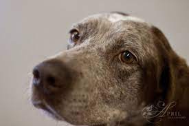 I Just Want To Love You Capital Humane Society Humane Society Society Love You
