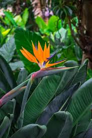 Maybe you would like to learn more about one of these? How To Tell The Difference Between Birds Of Paradise Plants Better Homes And Gardens