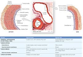 There are 217 arteries diagram for sale on etsy, and they cost 12,80 $ on average. 21 1 Arteries Which Are Elastic Or Muscular And Veins Which Contain Valves Have Three Layered Walls Capillaries H Arteries Membrane Learning Environments