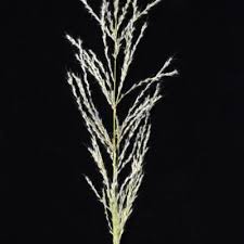 Image result for Blepharis reekmansii