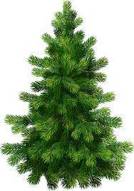 Transparent Pine Tree Png Clipart Tree Clipart Tree Illustration Tree Drawing
