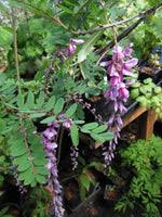 Image result for Indigofera cecilii