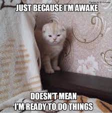 Treat Yourself With Some Funny Cat Memes Funny Animal Memes Best Cat Memes Funny Cat Memes