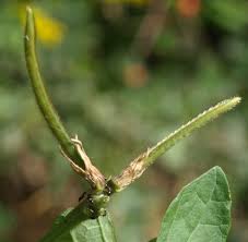 Image result for Vigna vexillata