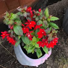 Lobelia X Speciosa Starship Scarlet Lobelia Starship Scarlet Uploaded By Coxy0911