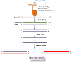 Anyone who encounters the initial signs or symptoms of the coronavirus which is mainly the loss of smell or taste as well as difficulty breathing. One Step And Two Step Rt Pcr Blog Genaxxon Bioscience Online Shop