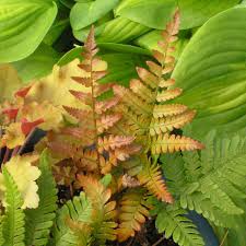 Image result for Dryopteris