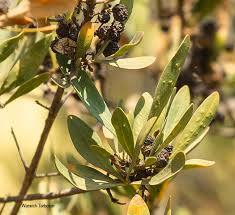 Image result for Pavetta gardeniifolia